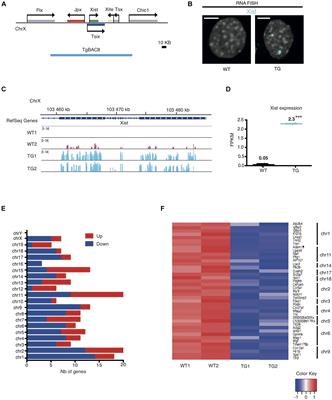 Linking Chromosomal Silencing With Xist Expression From Autosomal Integrated Transgenes